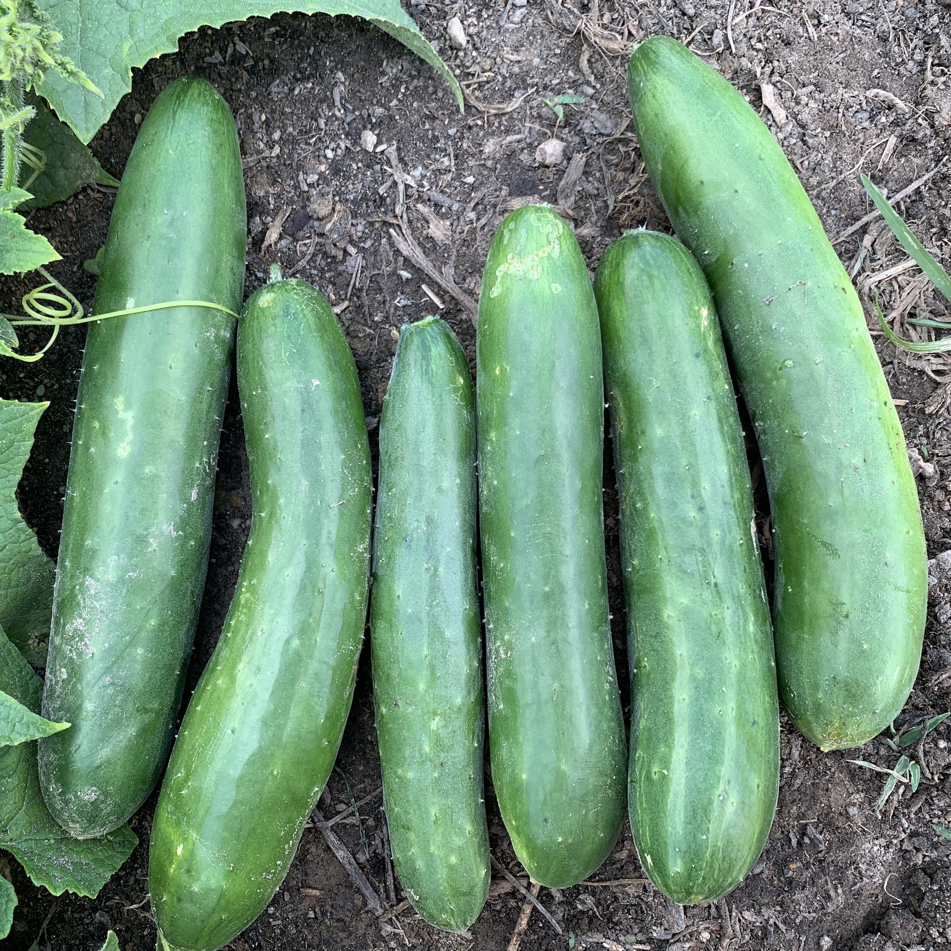Green Finger Cucumber Seeds – High-Yield, Crisp & Sweet - Grow Your Own Cucumbers - Image 3