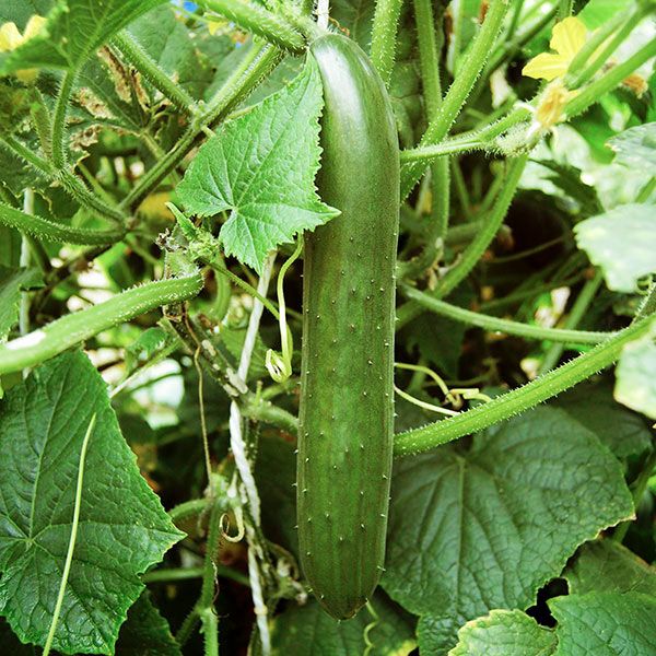 Green Fingers Cucumber Seeds – High-Yield, Crisp & Delicious