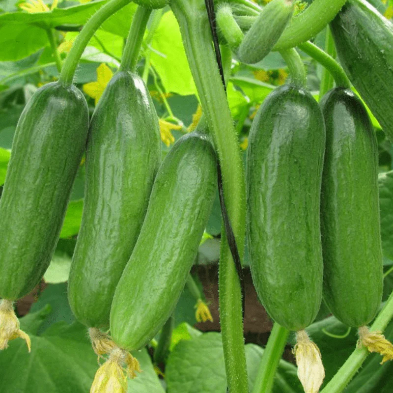Green Fingers Cucumber Seeds – High-Yield, Crisp & Delicious - Image 2