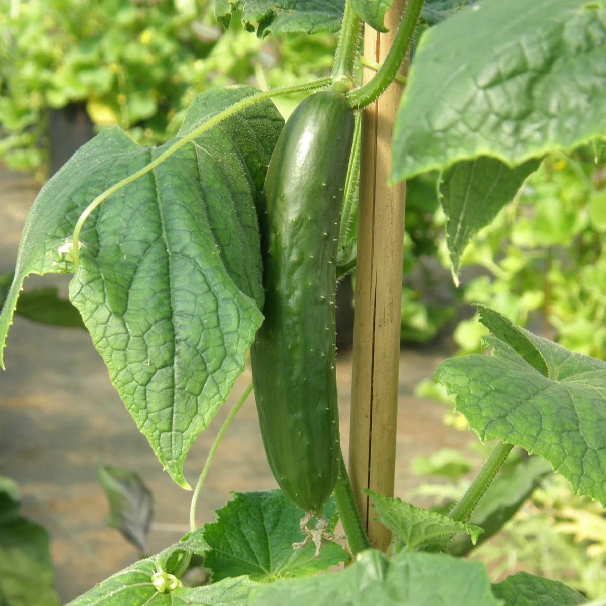 Green Fingers Cucumber Seeds – High-Yield, Crisp & Delicious - Image 3