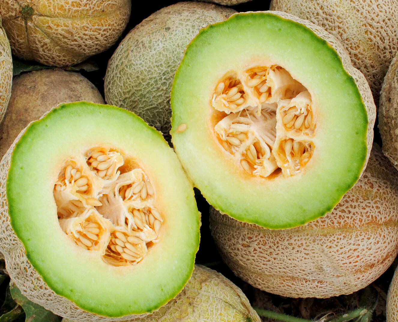 Green Flesh Rocky Ford Cantaloupe Seeds - Image 3