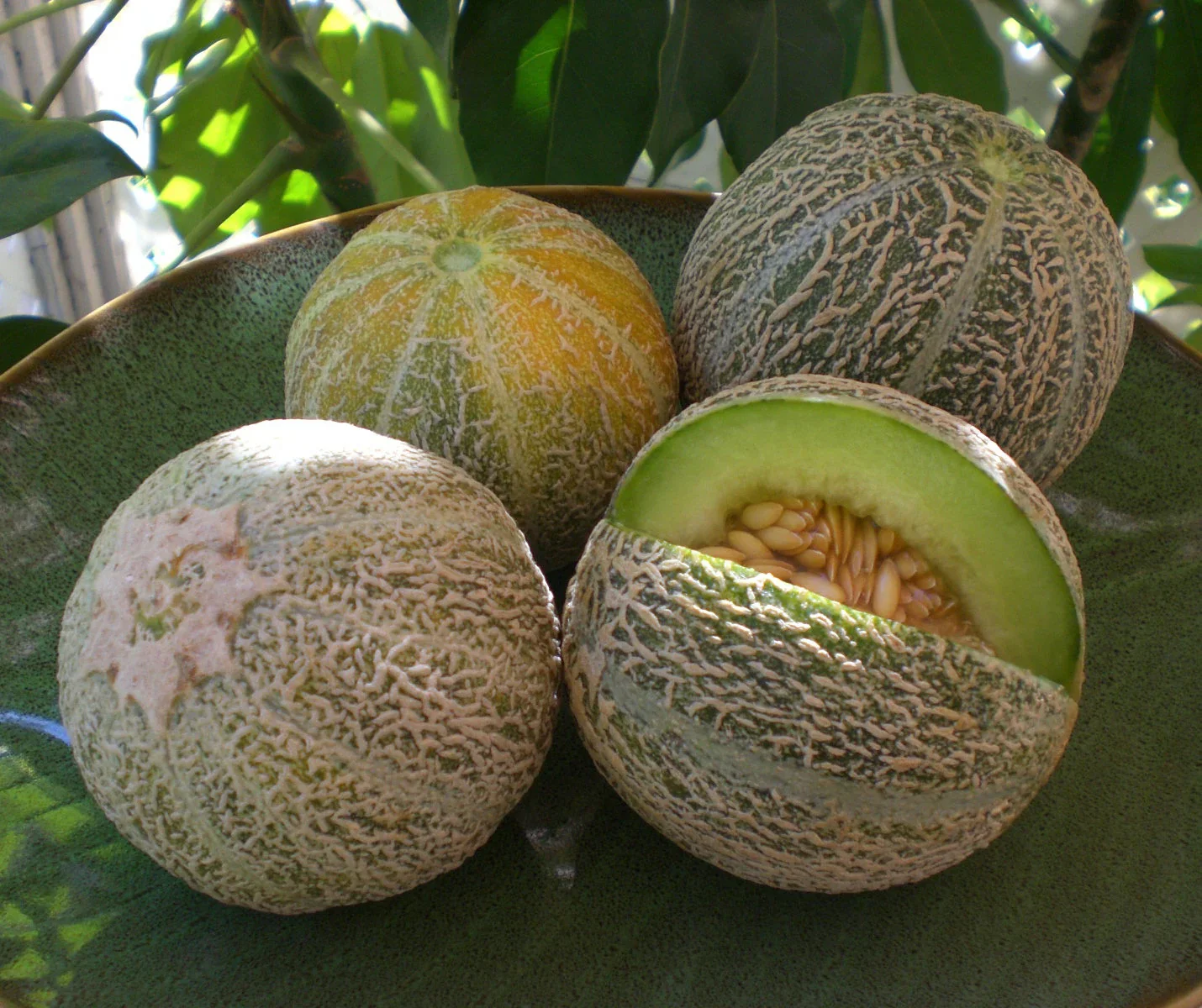 Green Flesh Rocky Ford Cantaloupe Seeds - Image 4