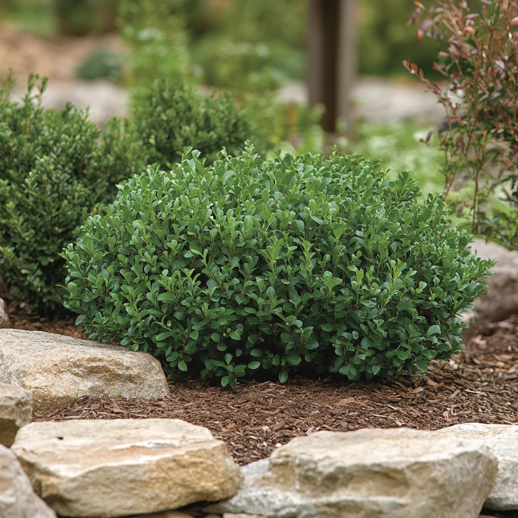 Green Gem Boxwood – Compact Evergreen Shrub for Low-Maintenance Landscaping - Image 4
