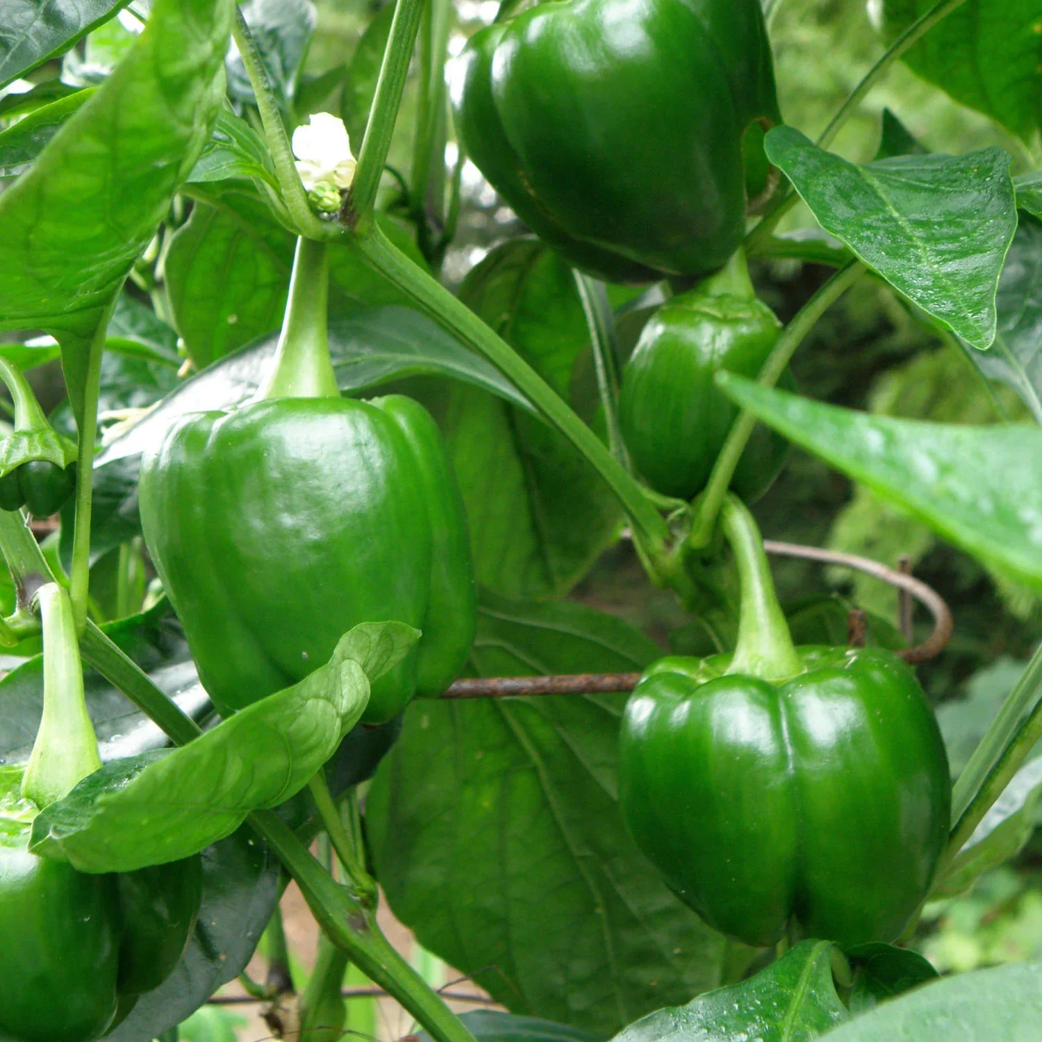 Green Giant Bell Pepper Seeds – Premium Heirloom Sweet Peppers for Home Gardening - Image 2