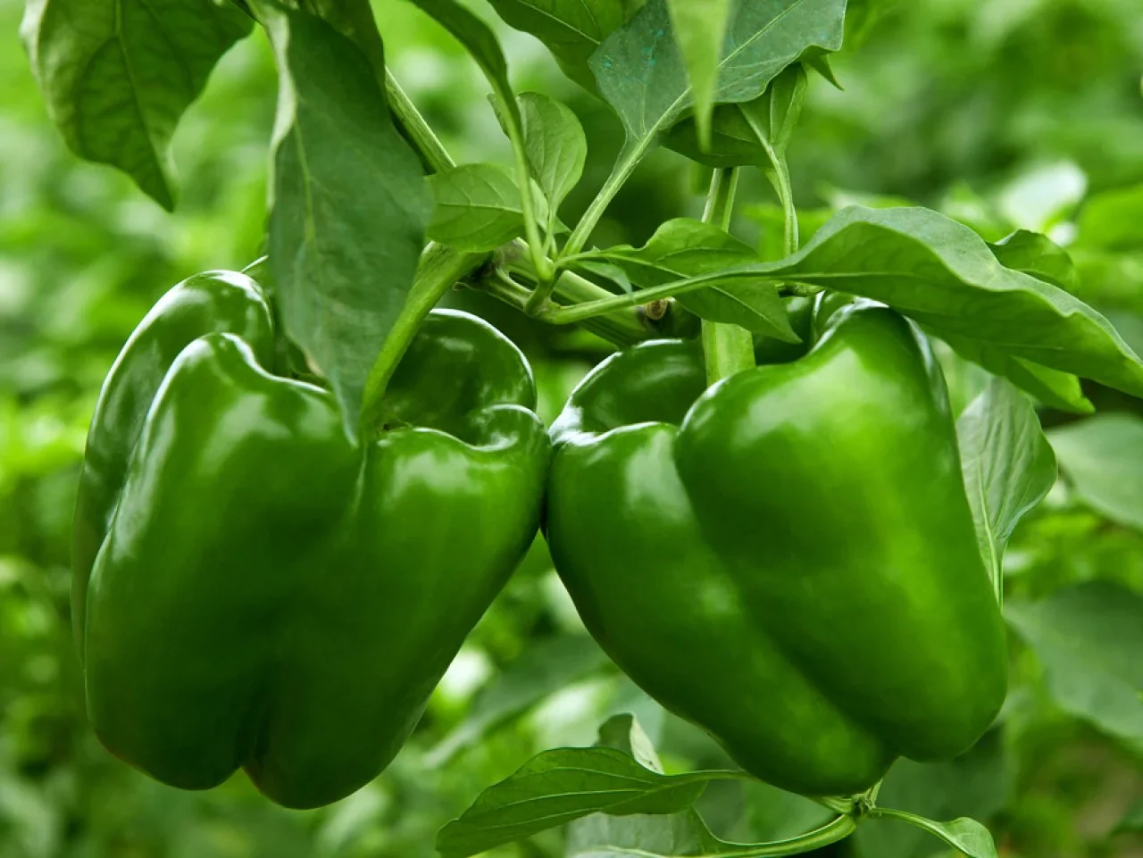 Green Giant Bell Pepper Seeds – Premium Heirloom Sweet Peppers for Home Gardening - Image 3