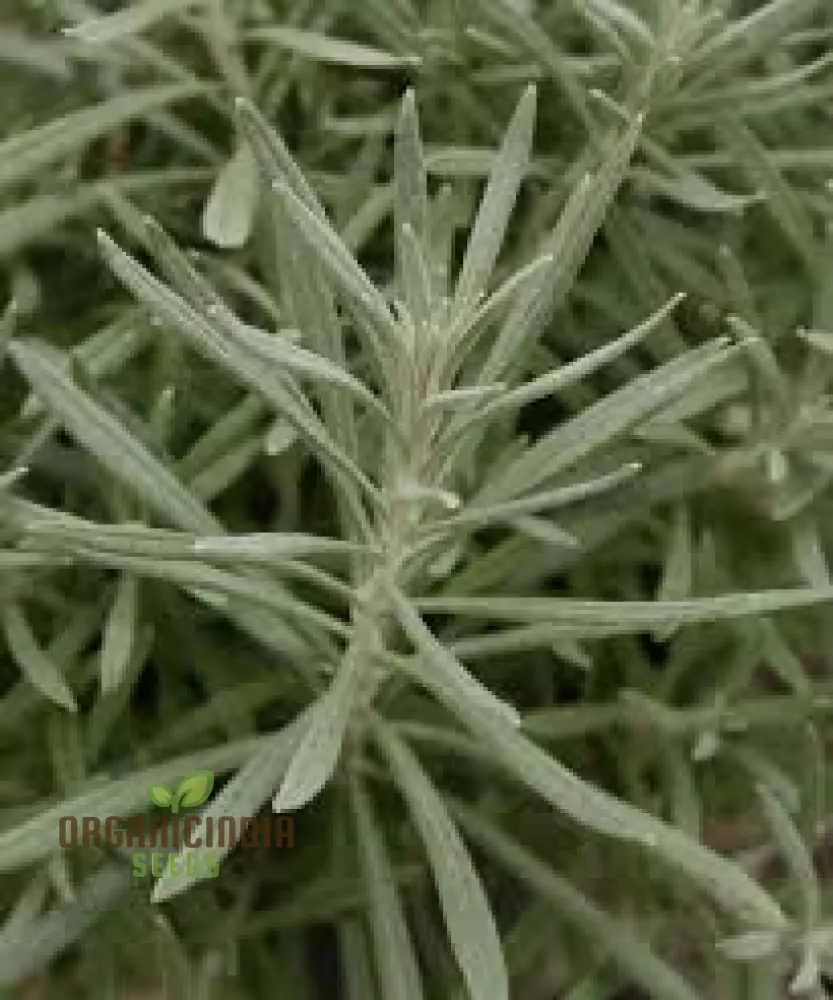 Green Helichrysum Plant Seeds 20pcs Bulk, Premium 20pcs Green Helichrysum Seeds for Planting, Non-GMO 20pcs Green Helichrysum Plant Seeds, High-Quality 20pcs Green Helichrysum Seeds for Garden