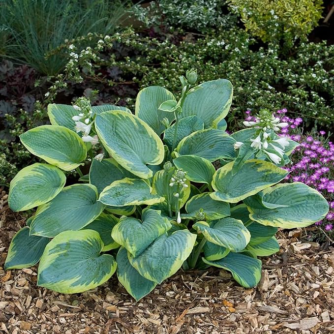 Earth Angel Hosta Seeds – Perennial Green Foliage for Shaded Gardens - Image 2