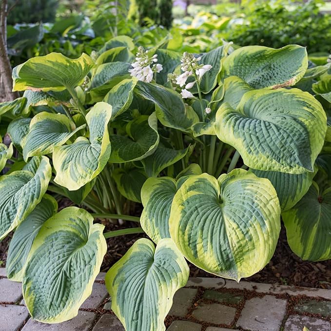 Earth Angel Hosta Seeds – Perennial Green Foliage for Shaded Gardens - Image 3