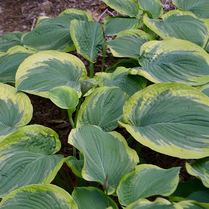 Earth Angel Hosta Seeds – Perennial Green Foliage for Shaded Gardens - Image 4