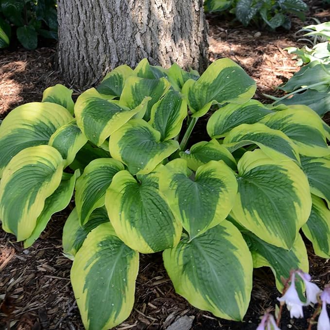 Earth Angel Hosta Seeds – Perennial Green Foliage for Shaded Gardens - Image 5