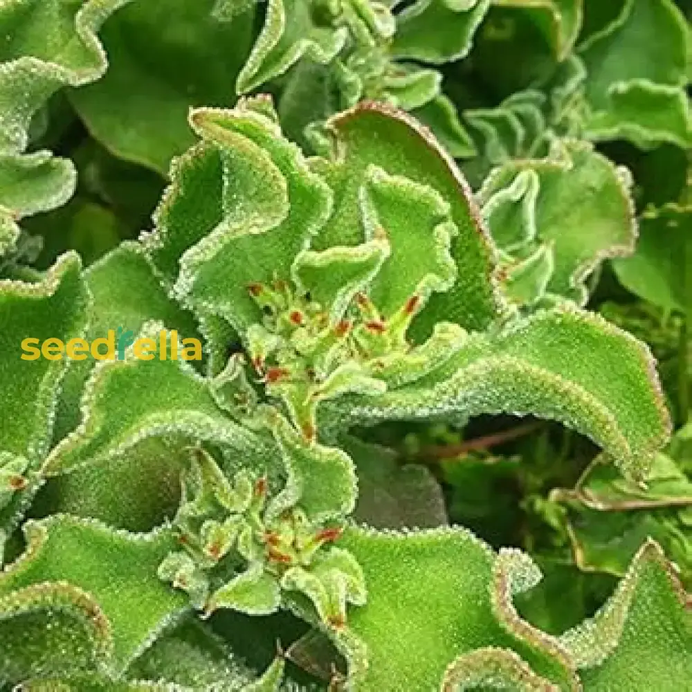 Green Iceplant Seeds for Planting - Grow Nutritious, Refreshing Greens in Your Garden