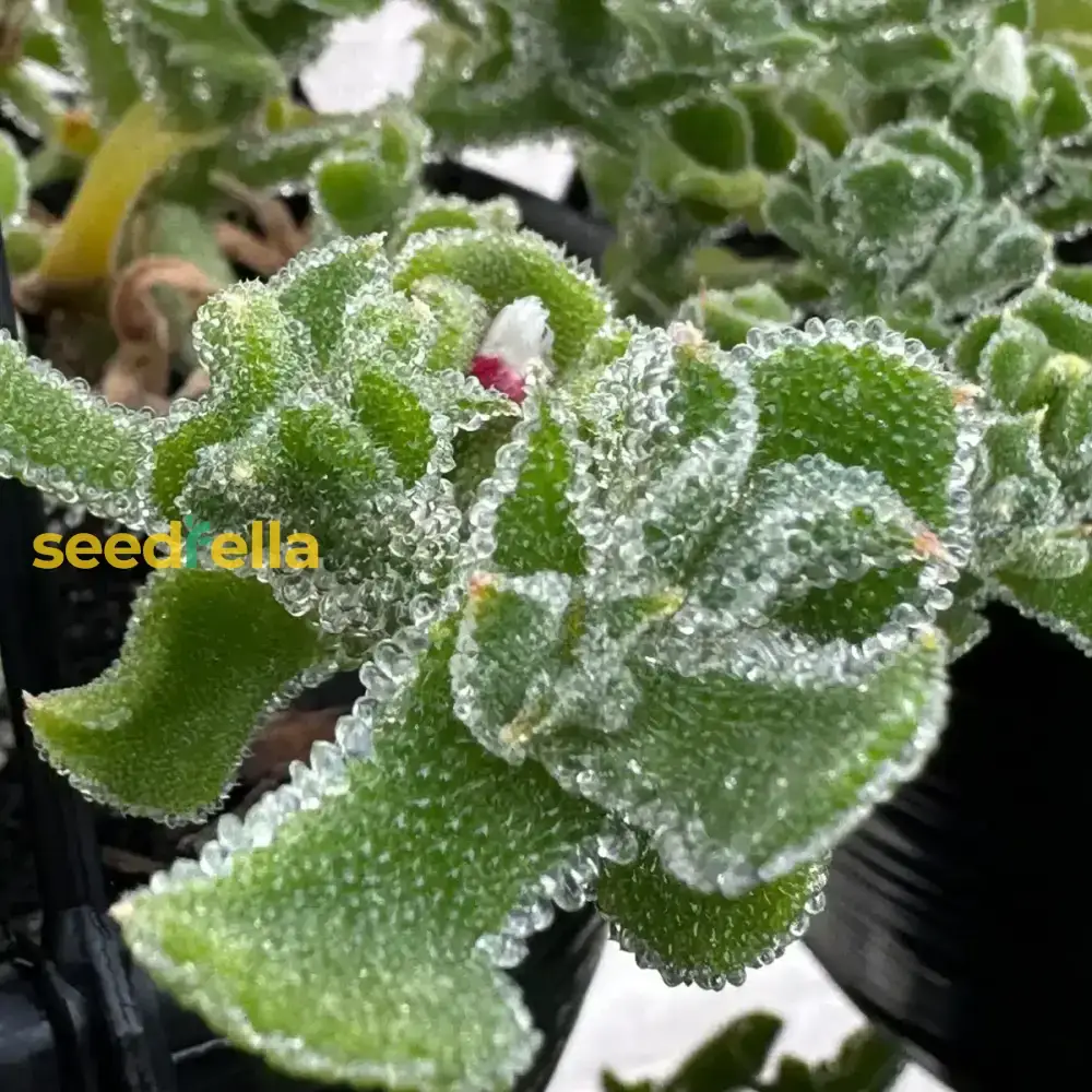 Green Iceplant Seeds for Planting - Grow Nutritious, Refreshing Greens in Your Garden - Image 2