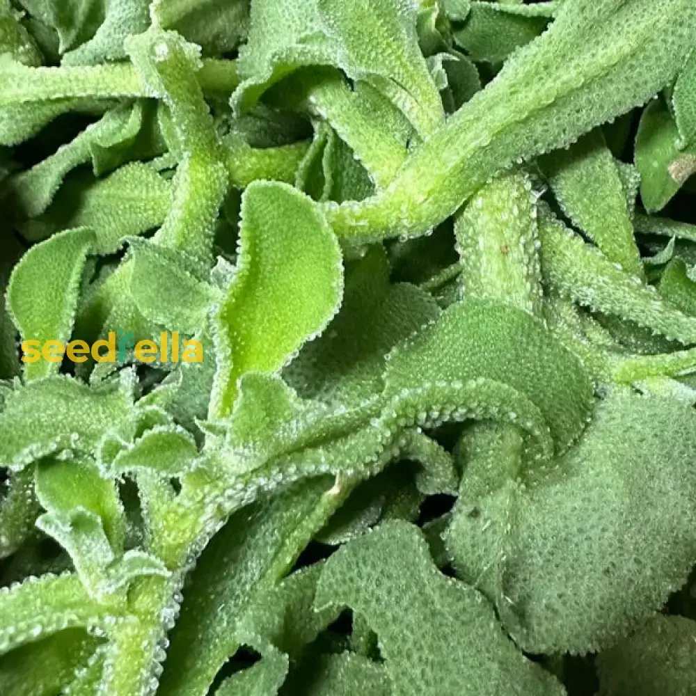 Green Iceplant Seeds for Planting - Grow Nutritious, Refreshing Greens in Your Garden - Image 3