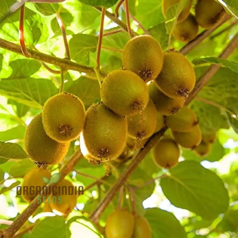 Green Kiwi Fruit Seeds For Planting and Gardening Beauty Guide For Fruit Seed Plants - Image 3