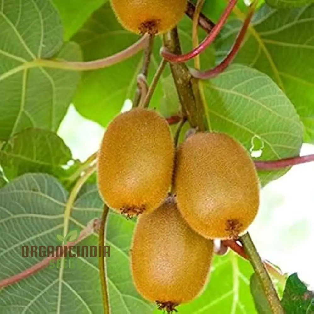 Green Kiwi Fruit Seeds For Planting and Gardening Beauty Guide For Fruit Seed Plants - Image 4