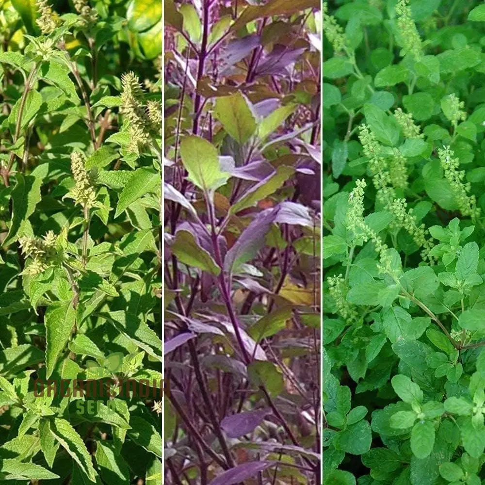 Green Leaf Tulsi Basil Seeds for Planting – Premium Organic Herb for Home Gardening, Aromatic & Culinary Variety