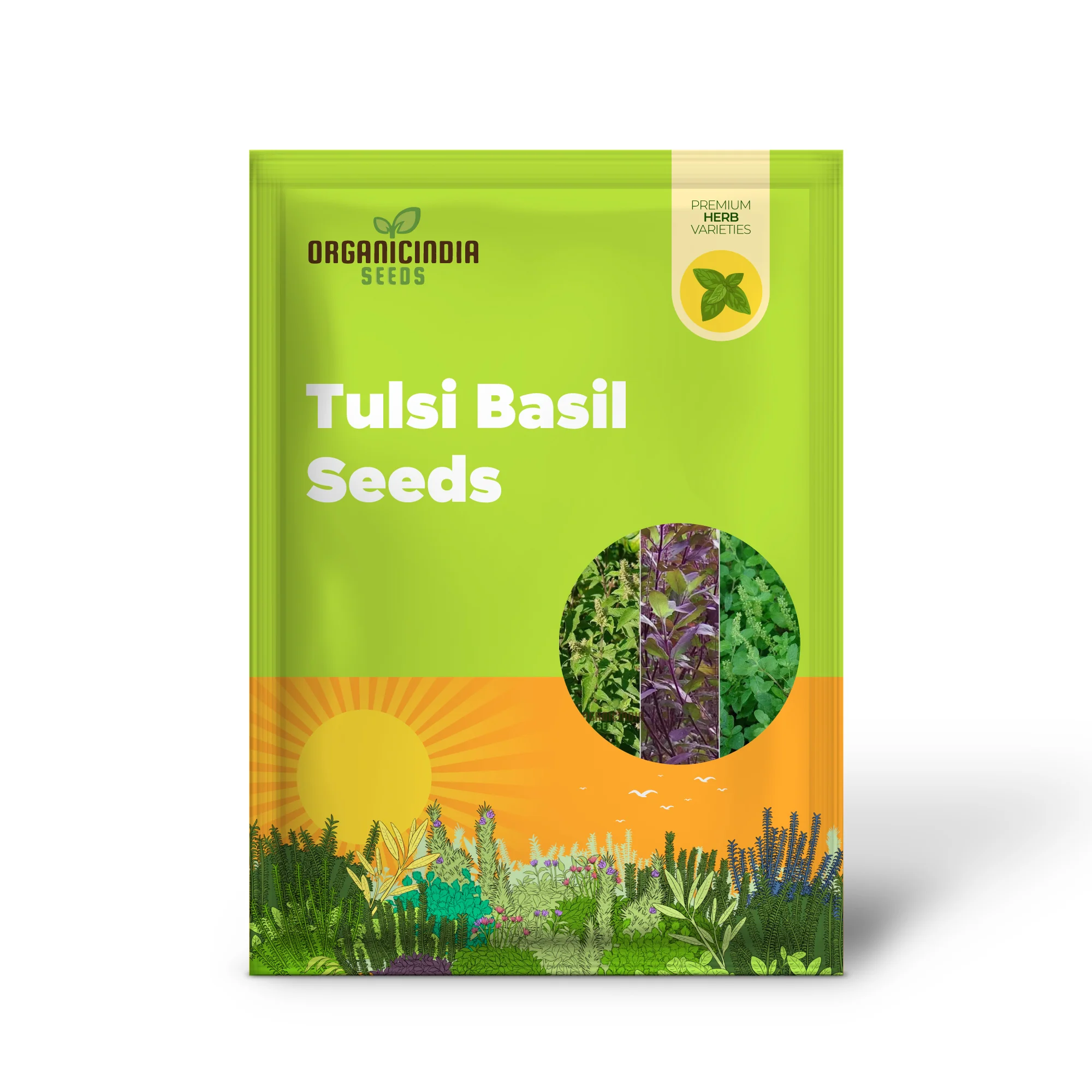 Green Leaf Tulsi Basil Seeds for Planting – Premium Organic Herb for Home Gardening, Aromatic & Culinary Variety - Image 2