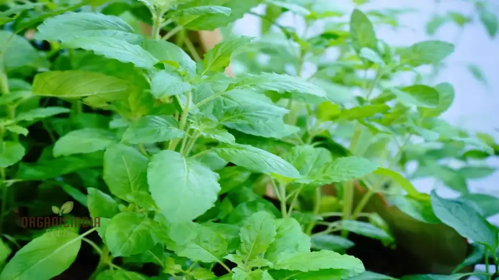 Green Leaf Tulsi Basil Seeds for Planting – Premium Organic Herb for Home Gardening, Aromatic & Culinary Variety - Image 3