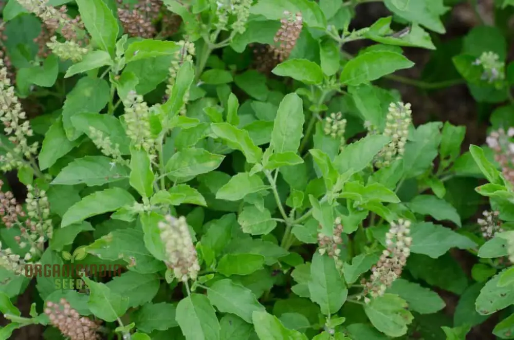 Green Leaf Tulsi Basil Seeds for Planting – Premium Organic Herb for Home Gardening, Aromatic & Culinary Variety - Image 4
