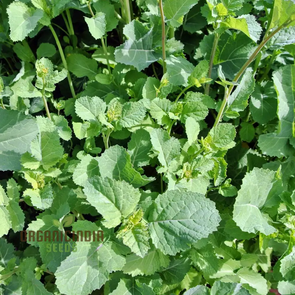 Green Manure Seeds 'Caliente Mustard' Vegetable Seeds for Ultimate Gardening, Premium Quality Seeds for Sustainable Gardening