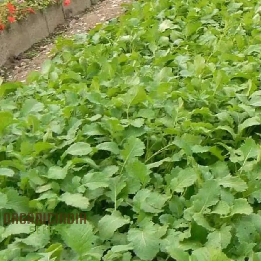 Green Manure Seeds 'Caliente Mustard' Vegetable Seeds for Ultimate Gardening, Premium Quality Seeds for Sustainable Gardening - Image 3