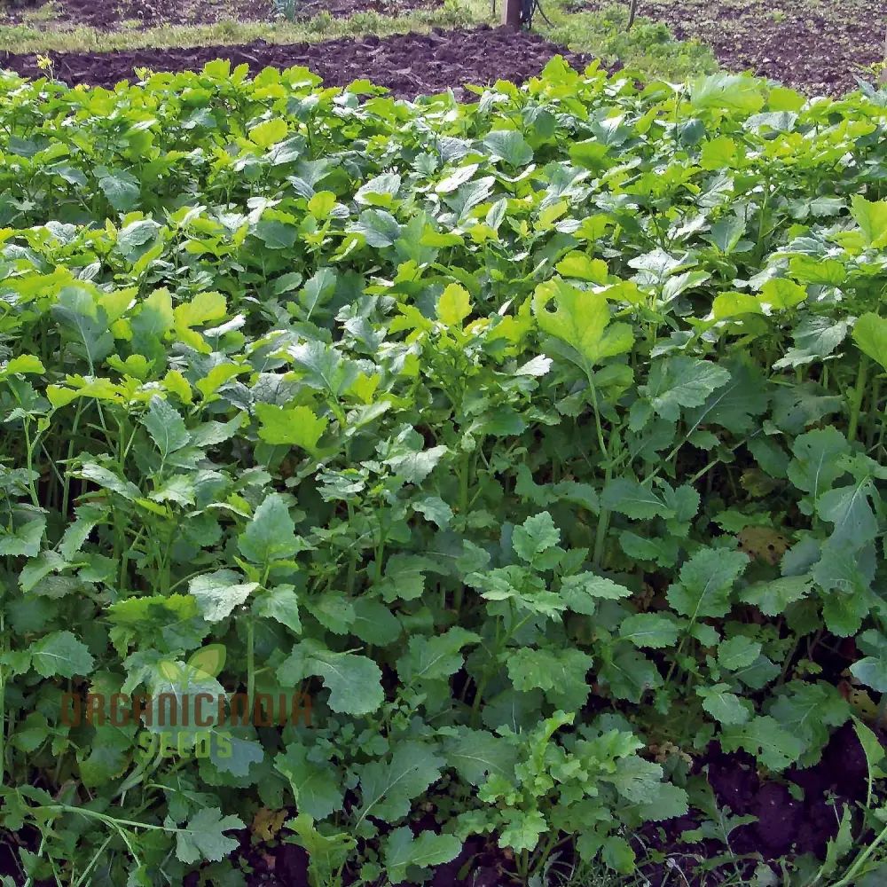 Green Manure Seeds 'Caliente Mustard' Vegetable Seeds for Ultimate Gardening, Premium Quality Seeds for Sustainable Gardening - Image 4