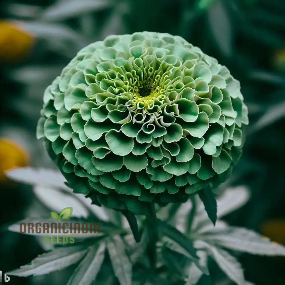 Green Marigold Flower Seeds for Planting, A Complete Gardening and Cultivation Guide
