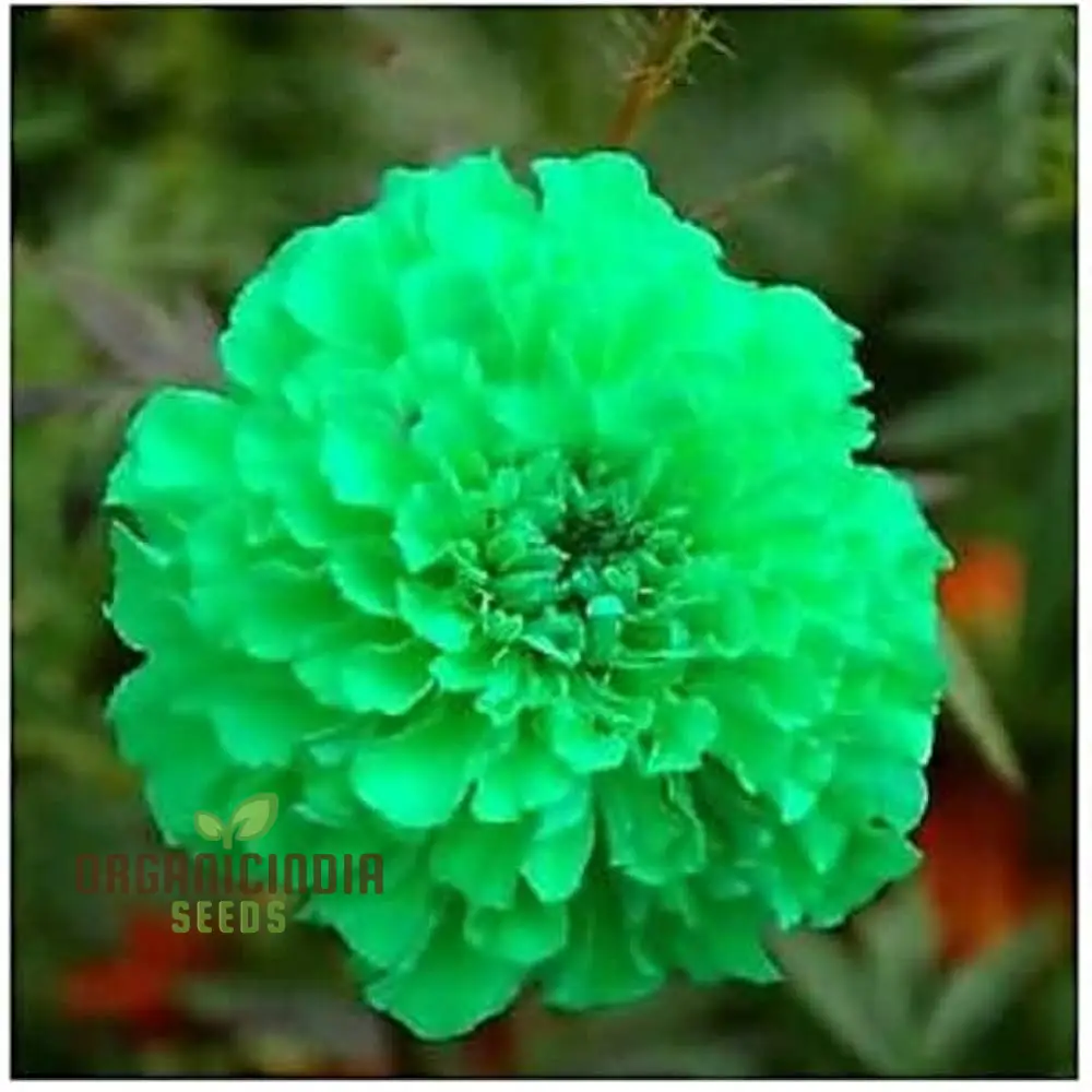 Green Marigold Flower Seeds for Planting, A Complete Gardening and Cultivation Guide - Image 2