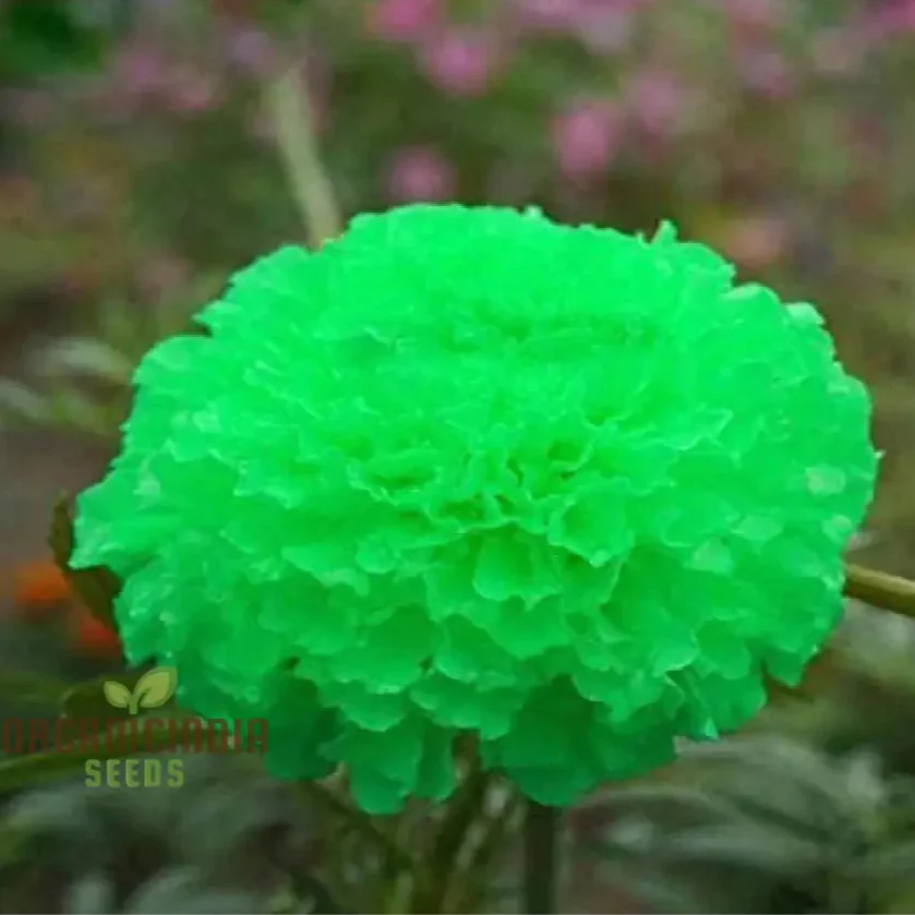 Green Marigold Flower Seeds for Planting, A Complete Gardening and Cultivation Guide - Image 4