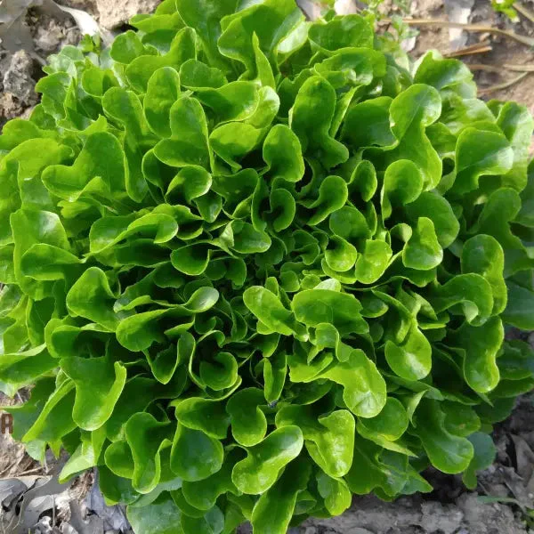 Green Oakleaf Lettuce Vegetable Seeds, Cultivating Fresh and Flavorful Harvests with Expert Planting and Gardening