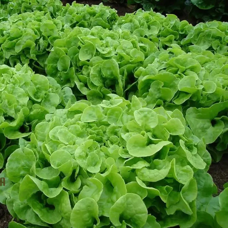 Green Oakleaf Lettuce Vegetable Seeds, Cultivating Fresh and Flavorful Harvests with Expert Planting and Gardening - Image 3