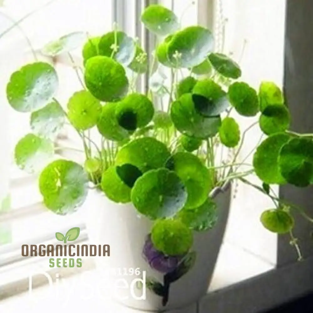 Green Pilea plant Seeds 10pcs, 10pcs Green Pilea Seeds Packet, Premium Green Pilea Seeds