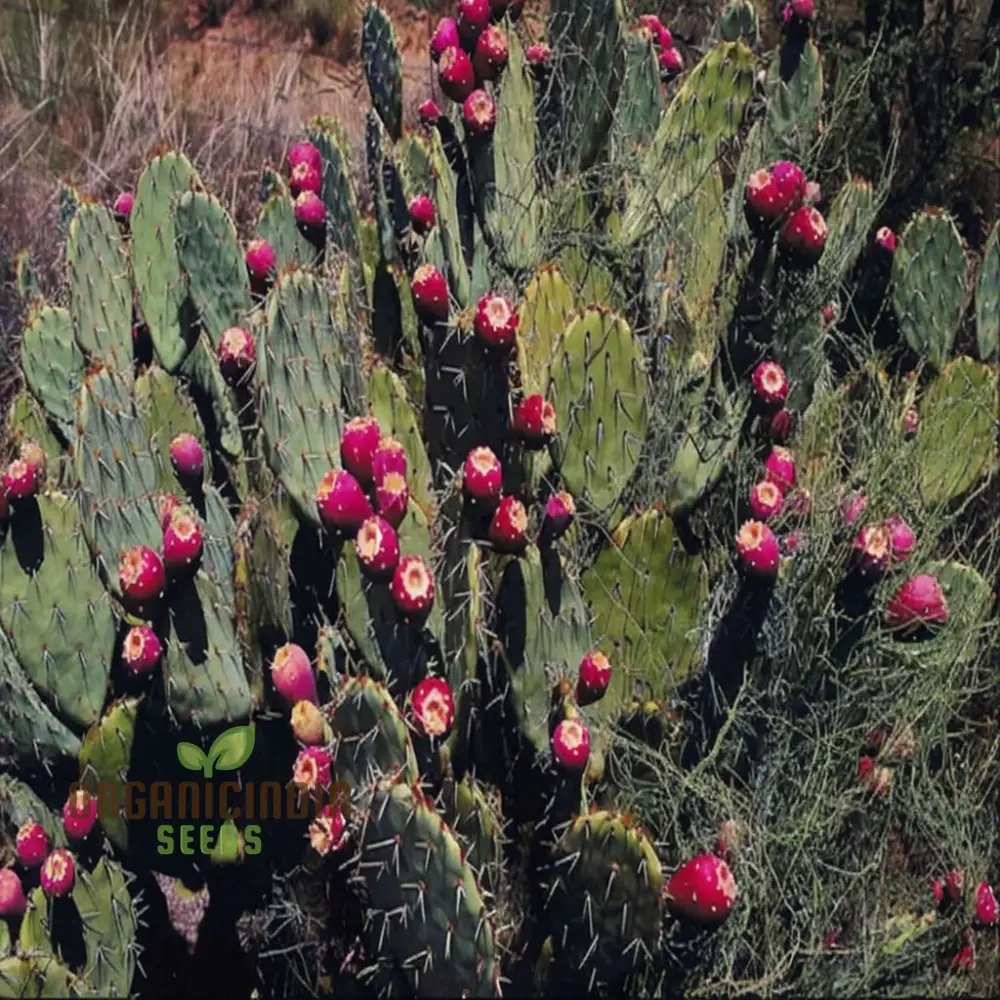 Green Prickly Pear Seeds for Planting, Cultivate Your Garden with Opuntia Fruit Seeds