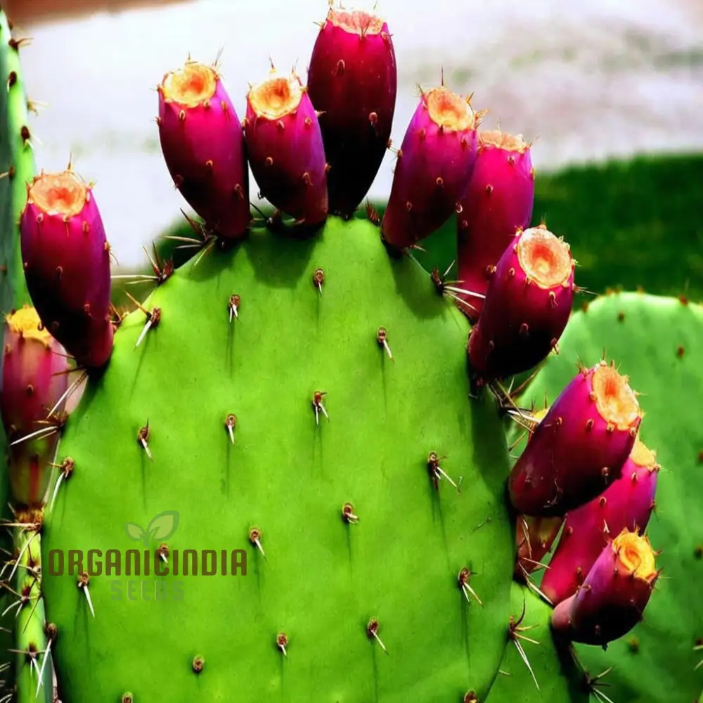 Green Prickly Pear Seeds for Planting, Cultivate Your Garden with Opuntia Fruit Seeds - Image 3