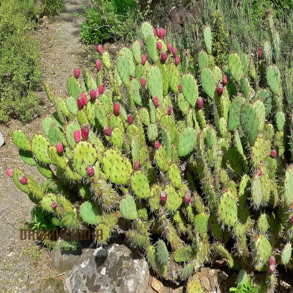Green Prickly Pear Seeds for Planting, Cultivate Your Garden with Opuntia Fruit Seeds - Image 4