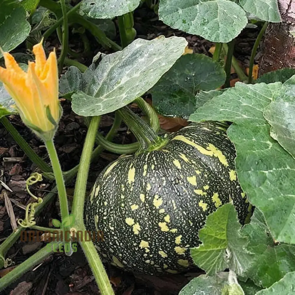 Green Pumpkin Vegetable Seeds, Premium Seeds for Planting And Gardening Enthusiasts, Ideal for Growing and Harvesting Fresh Produce - Image 3