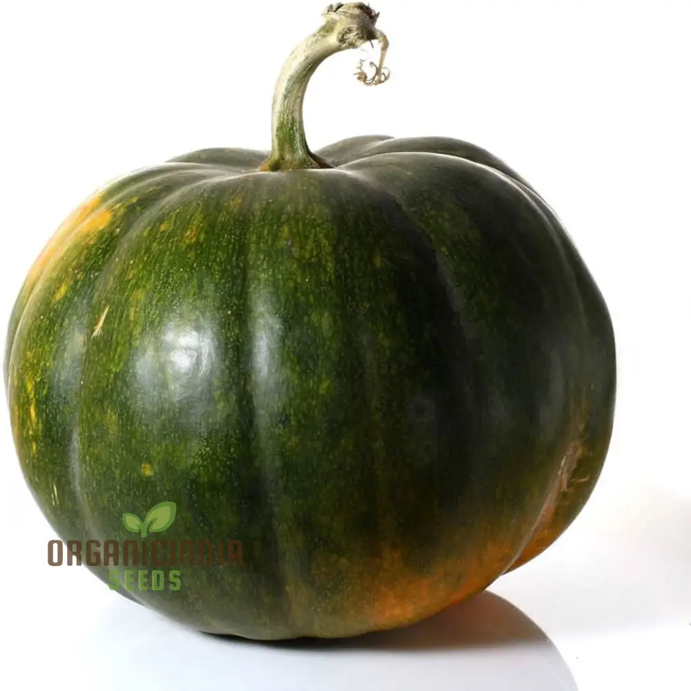 Green Pumpkin Vegetable Seeds, Premium Seeds for Planting And Gardening Enthusiasts, Ideal for Growing and Harvesting Fresh Produce - Image 4