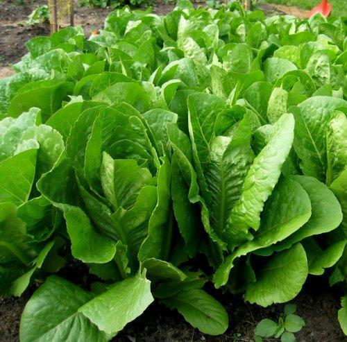 Green Romaine Lettuce Seeds – Fresh & Crisp Home-Grown Greens