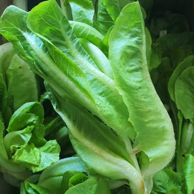 Green Romaine Lettuce Seeds – Fresh & Crisp Home-Grown Greens - Image 2