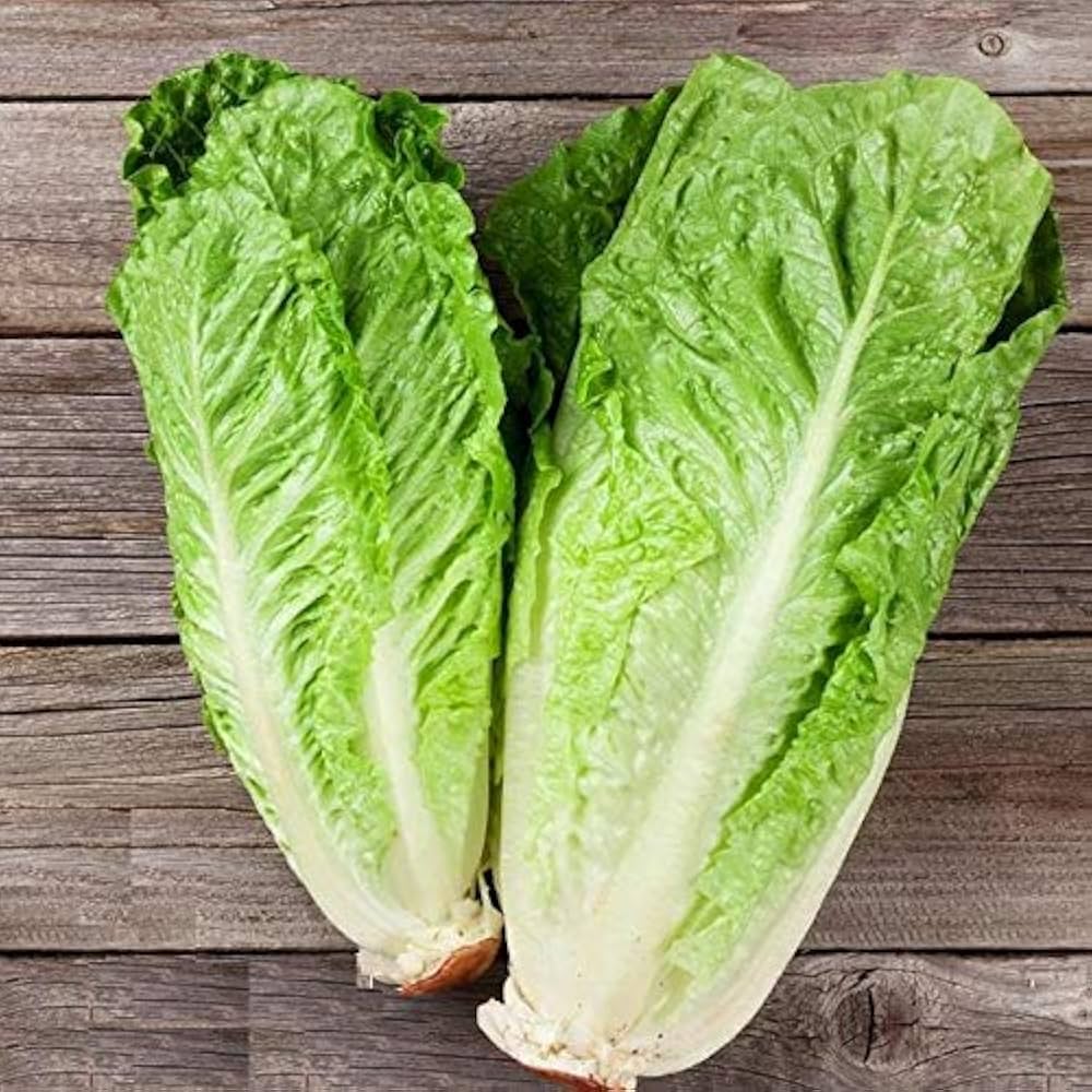 Green Romaine Lettuce Seeds – Fresh & Crisp Home-Grown Greens - Image 4