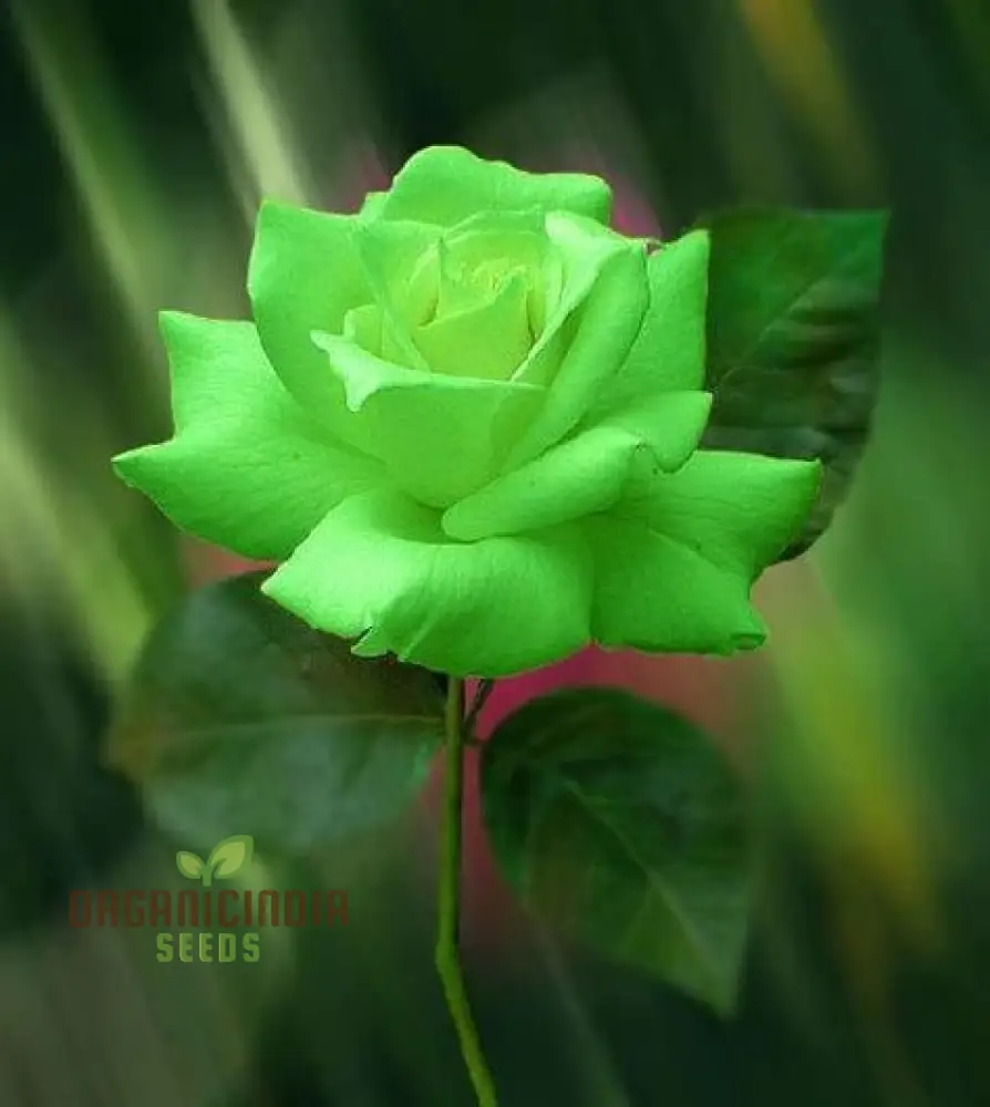 Green Rose Seeds – Rare Color Garden Flower