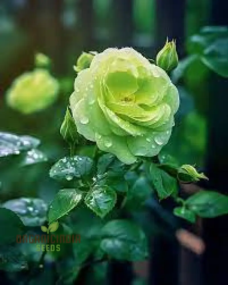 Green Rose Seeds – Rare Color Garden Flower - Image 3