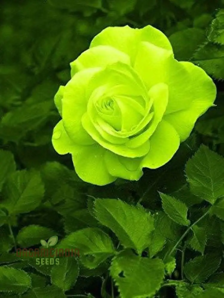 Green Rose Seeds – Rare Color Garden Flower - Image 4