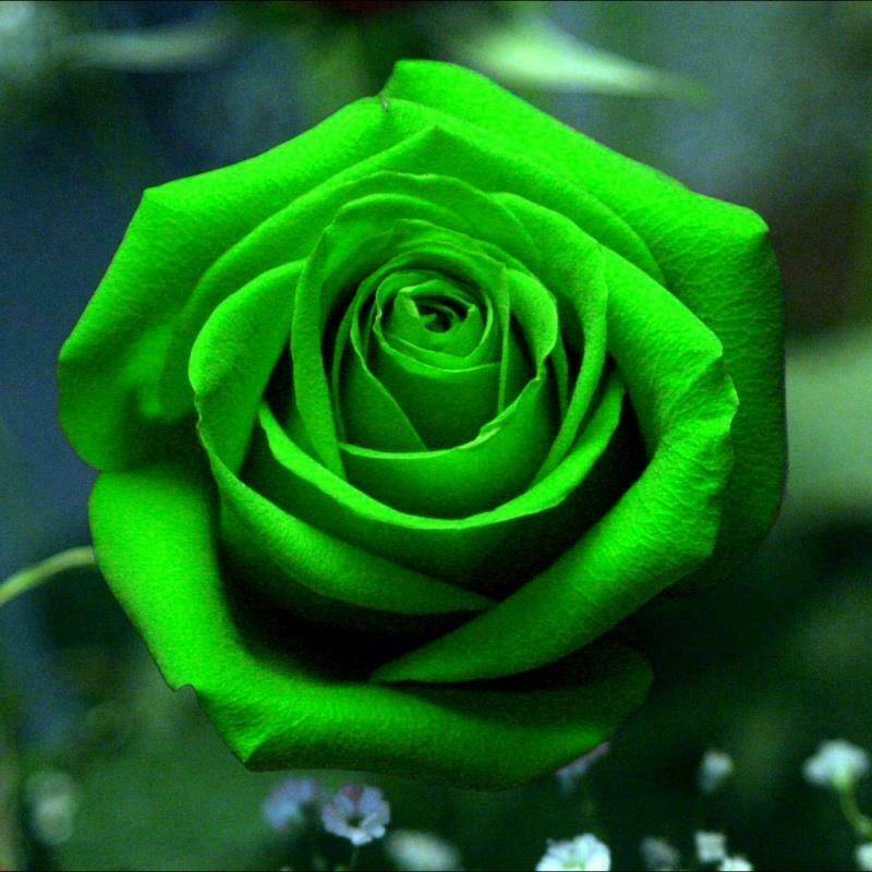 Green Rose Flower Seeds – Unique Green Blooms, Non-GMO, Easy to Grow