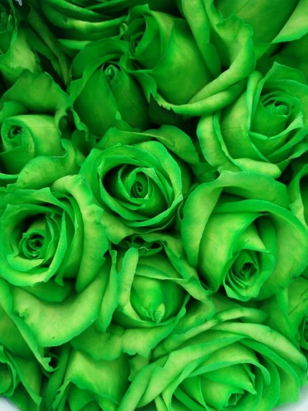 Green Rose Flower Seeds – Unique Green Blooms, Non-GMO, Easy to Grow - Image 2