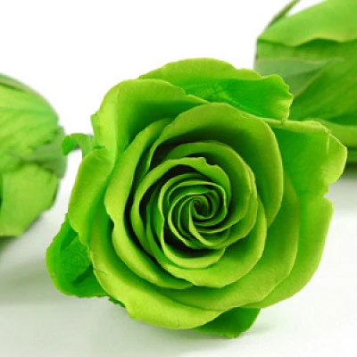 Green Rose Flower Seeds – Unique Green Blooms, Non-GMO, Easy to Grow - Image 3