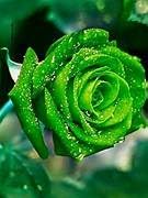 Green Rose Flower Seeds – Unique Green Blooms, Non-GMO, Easy to Grow - Image 4