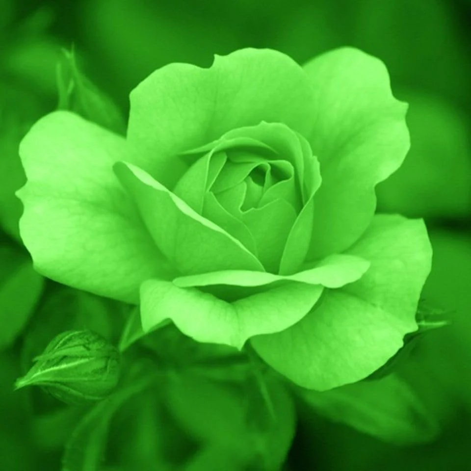 Green Rose Flower Seeds – Unique Green Blooms, Non-GMO, Easy to Grow - Image 5