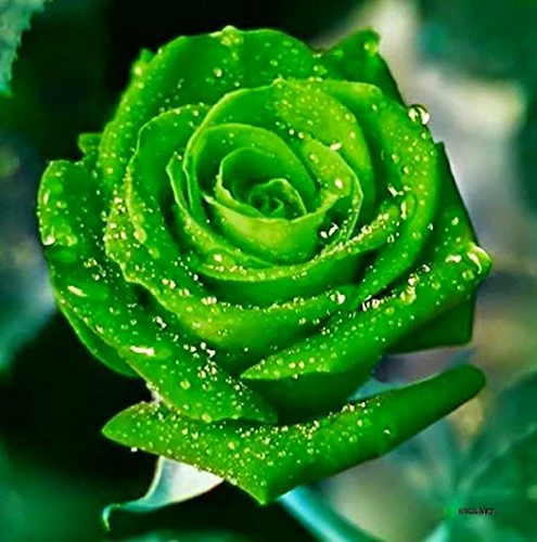 Green Rose Flower Seeds – Unique Green Blooms, Non-GMO, Easy to Grow - Image 6