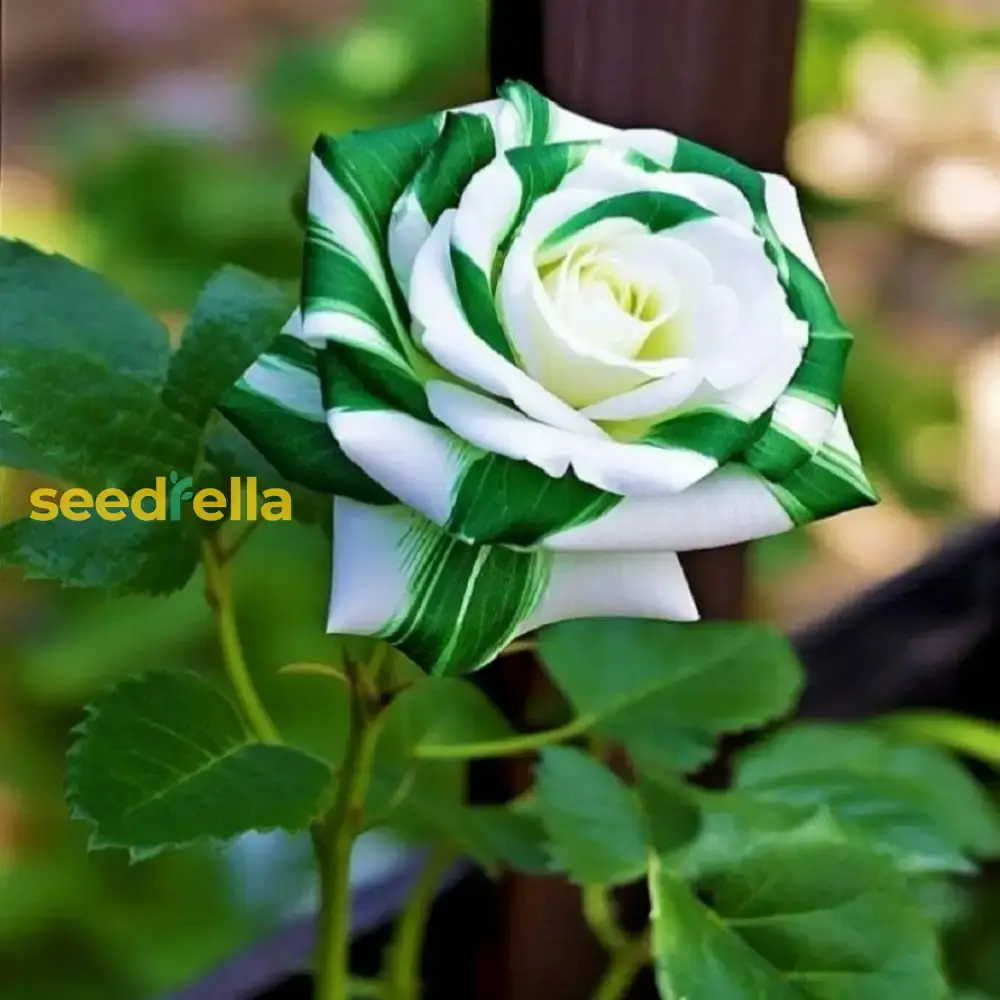 Rose Seeds (Green Rose Flower Seeds) - Green Blooms with Red Edges, Easy-Grow Perennial